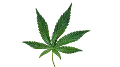 Aceite de Cannabis