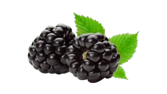 Aceite de Mora