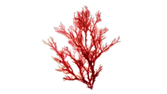 Alga Jania Rubens