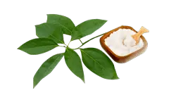 Camphor