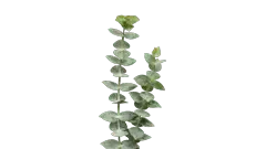 Eucalipto