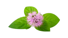 Flor de Menta