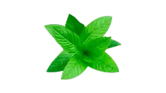 Menta
